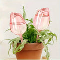 Two pink tulip plant watering globes in a potted plant with a plain background